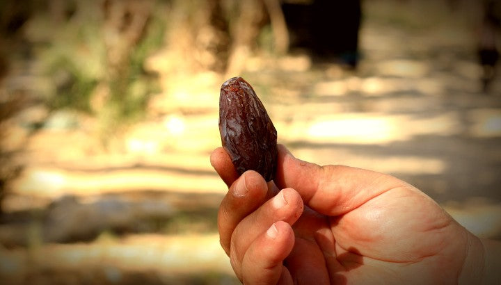 Holy Land Dates: Premium Medjool Dates