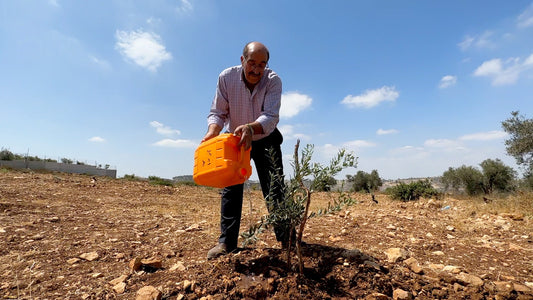 Olive trees